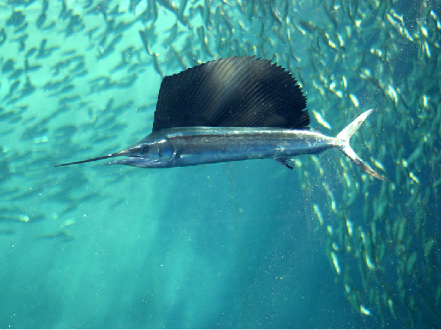 おさかなはかせクイズ テーマは カジキ だよ 3月2日 火 の問題 水の動物 科学なぜなぜ110番 科学 学研キッズネット