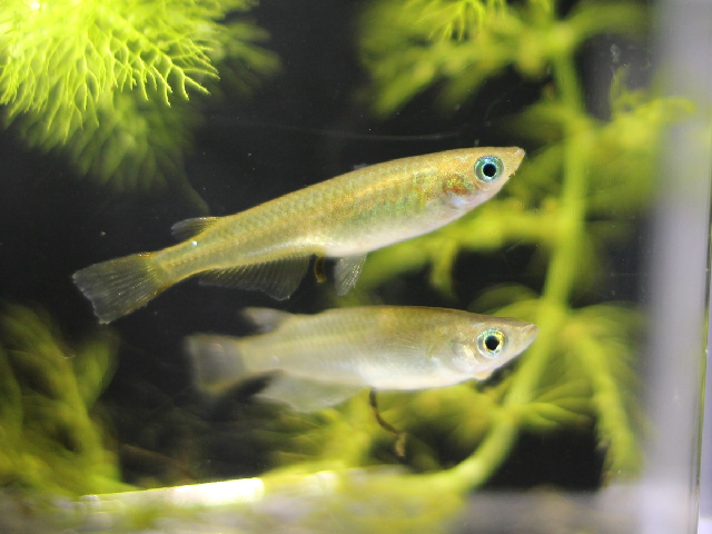 おさかなはかせクイズ テーマは ミナミメダカ だよ 3月30日 火 の問題 水の動物 科学なぜなぜ110番 科学 学研キッズネット