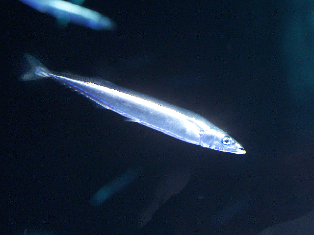 クイズに答えて おさかなはかせ になろう おさかなはかせ検定 水の動物 科学なぜなぜ110番 科学 学研キッズネット