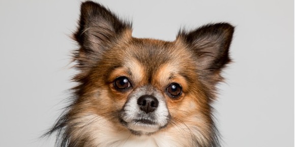 チワワ独特の丸い頭の通称は?「チワワ」の知識検定