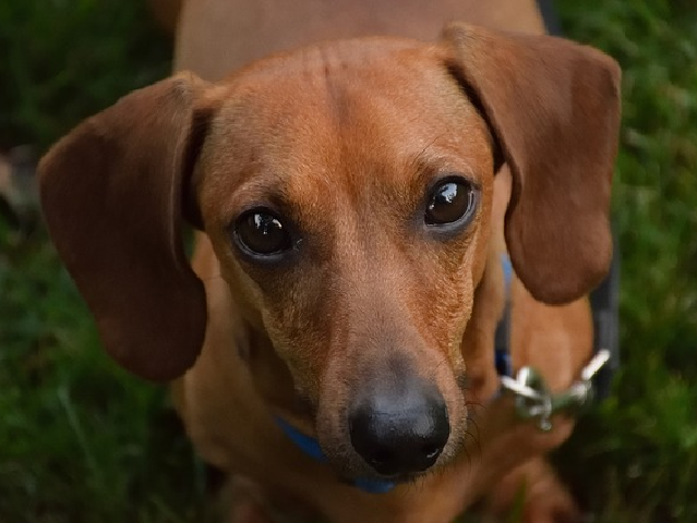 堅く短い毛質を何と呼ぶ ミニチュアダックスフンド の知識検定 トイダス 無料でクイズ 診断ができる 作れる 投票作成も簡単便利